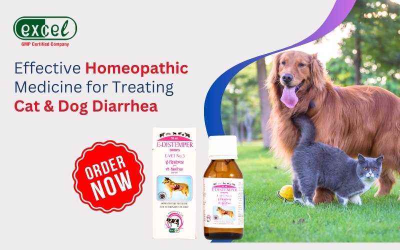 Homeopathic Remedies for Cat Diarrhea: Natural Solutions for Feline Digestive Health – Excel Pharma