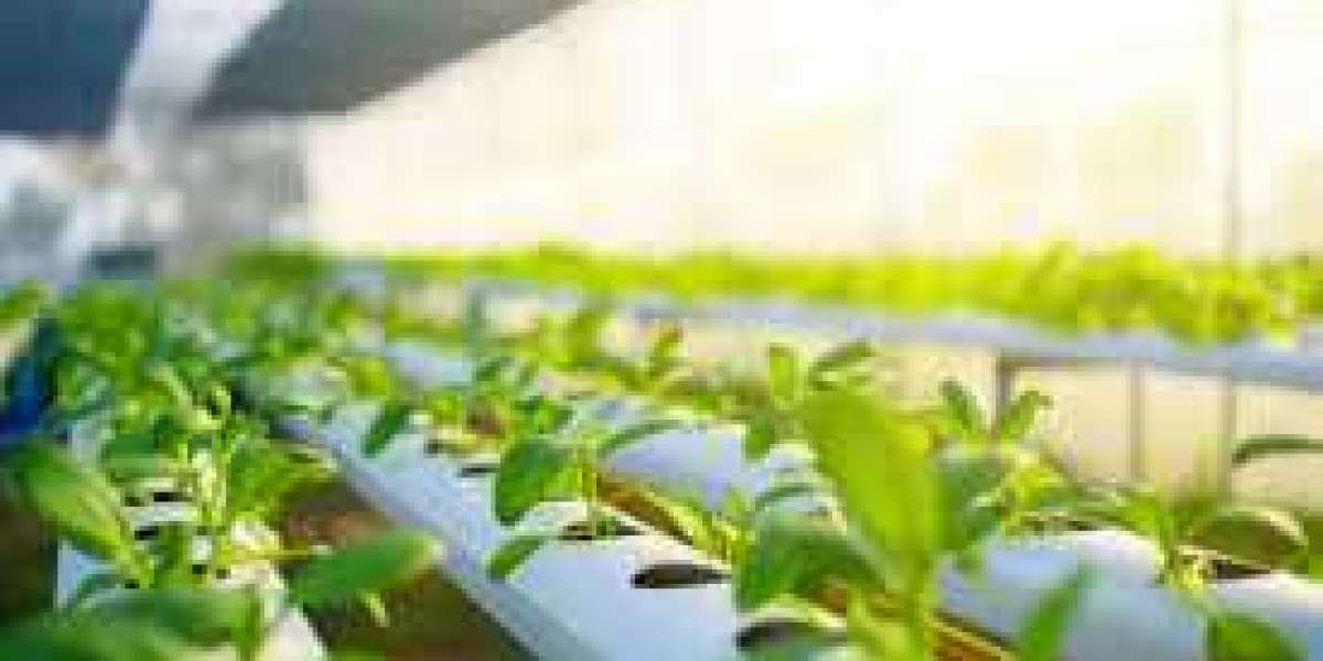 Hydroponics Market Analysis Size And Forecast Report 2024-2030